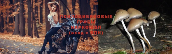 МДПВ Новодвинск